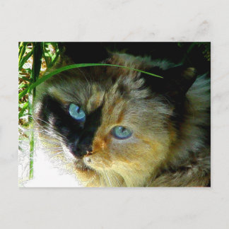 Sweetie Pie Briefkaart