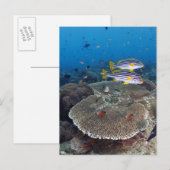 Sweetlip Fish Briefkaart (Voorkant / Achterkant)