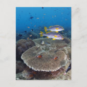 Sweetlip Fish Briefkaart (Voorkant)