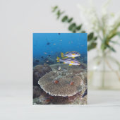 Sweetlip Fish Briefkaart (Staand voorkant)