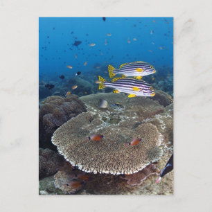 Sweetlip Fish Briefkaart