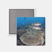 Sweetlip Fish Magneet (Voorkant / Achterkant)