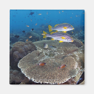 Sweetlip Fish Magneet