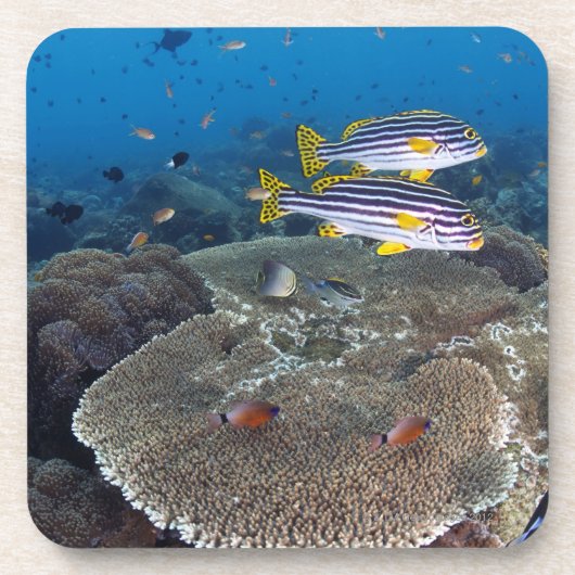Sweetlip Fish Onderzetter (Voorkant)