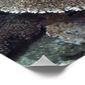 Sweetlip Fish Poster (Hoek)