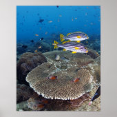 Sweetlip Fish Poster (Voorkant)