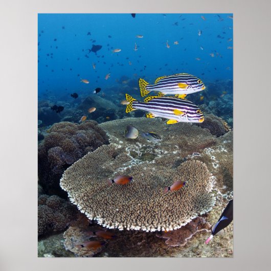 Sweetlip Fish Poster (Voorkant)