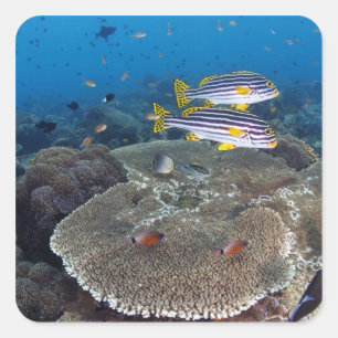 Sweetlip Fish Vierkante Sticker