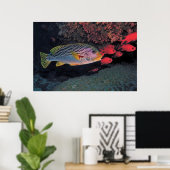 Sweetlips and Bigeyes Poster (Thuiskantoor)