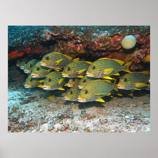 Sweetlips Poster (Voorkant)