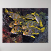 Sweetlips Squad Poster (Voorkant)