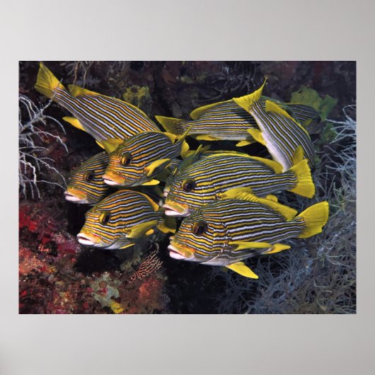 Sweetlips Squad Poster (Voorkant)