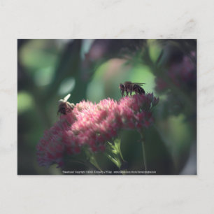 Sweetness Briefkaart