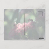 Sweetness Briefkaart (Achterkant)
