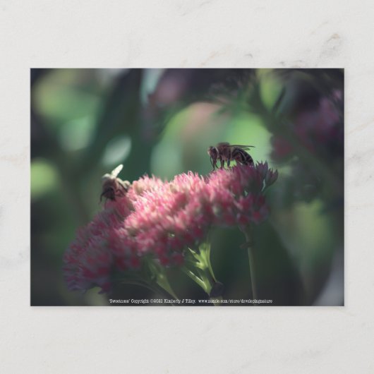Sweetness Briefkaart (Voorkant)