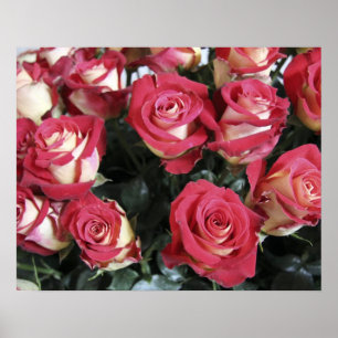 Sweetness Rose arrangement in Hacienda Compania Poster