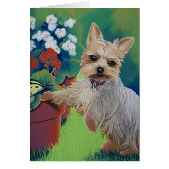 Sweetness Yorkie (Voorkant)