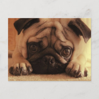 SweetPea Pugs  Briefkaart