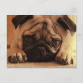 SweetPea Pugs  Briefkaart (Voorkant)