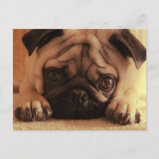 SweetPea Pugs  Briefkaart (Voorkant)
