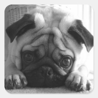 SweetPea Pugs Vierkante Sticker