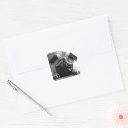 SweetPea Pugs Vierkante Sticker (Envelop)