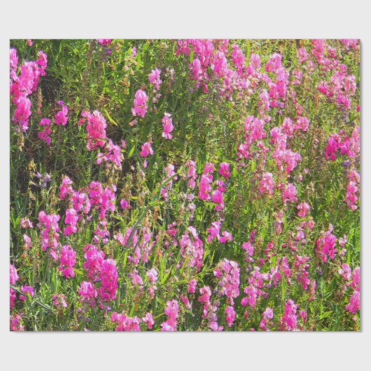 Sweetpeas on the hill.... cadeaupapier (Vlak)