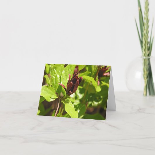 Sweetshrub (floridus Calycanthus) Feestdagen Kaart (Voorkant)