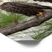 SWFL Eagle Cam Wall Poster (Hoek)