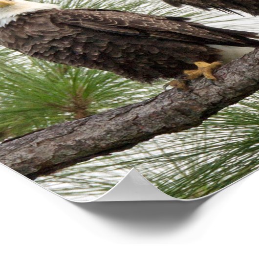 SWFL Eagle Cam Wall Poster (Hoek)