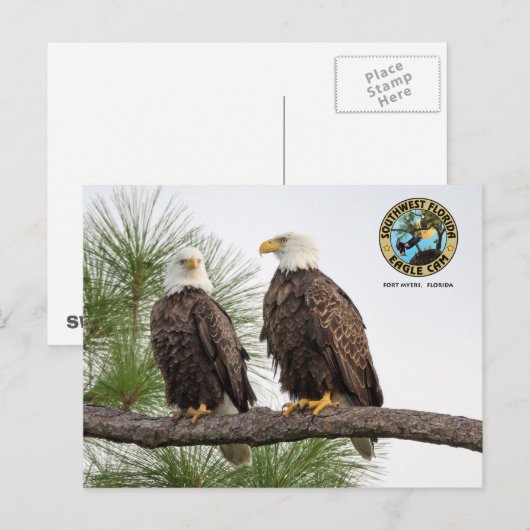 SWFLEagleCam-Briefkaart Briefkaart (Voorkant / Achterkant)