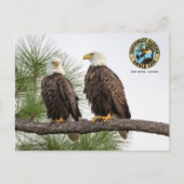 SWFLEagleCam-Briefkaart Briefkaart (Voorkant)