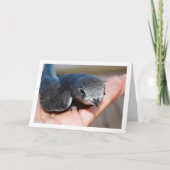 Swift Bird bij de hand Kaart (Voorkant)