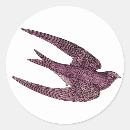 Swift Bird Stickers (Voorkant)