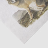 Swift Fox. Mannelijk. (Vulpes velox) Ontkoppeling Tissuepapier (Detail)