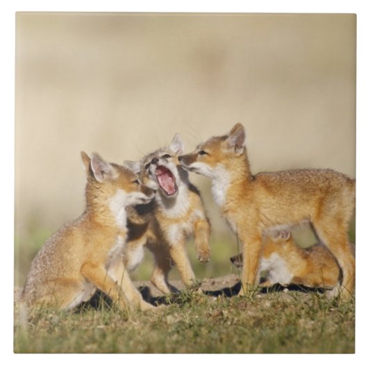 Swift Fox (Vulpes macrotis) jong bij hol, Tegeltje (Voorkant)