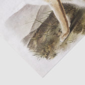 Swift Fox (Vulpes velox) uit het vivipare vierkant Tissuepapier (Detail)