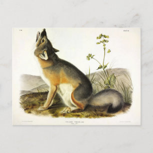 Swift Fox (Vulpes Velox) van Audubon's Quadrupeds Briefkaart
