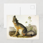 Swift Fox (Vulpes Velox) van Audubon's Quadrupeds Briefkaart (Voorkant / Achterkant)