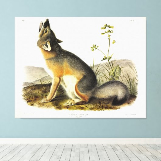 Swift Fox (Vulpes Velox) van Audubon's Quadrupeds Canvas Afdruk (Insitu (Houten vloer))