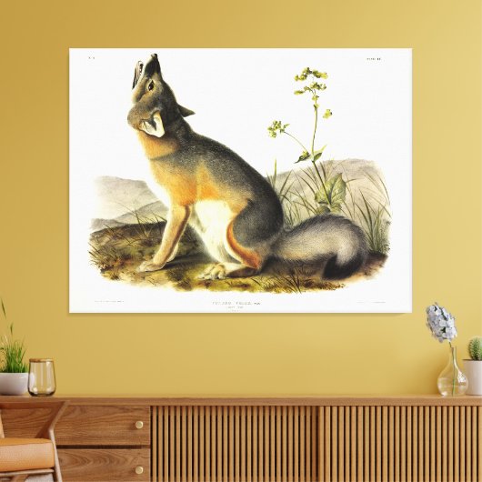 Swift Fox (Vulpes Velox) van Audubon's Quadrupeds Canvas Afdruk (Insitu (Woonkamer))