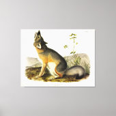 Swift Fox (Vulpes Velox) van Audubon's Quadrupeds Canvas Afdruk (Voorkant)