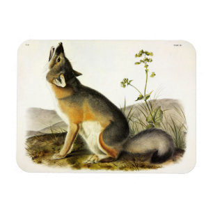 Swift Fox (Vulpes Velox) van Audubon's Quadrupeds Magneet