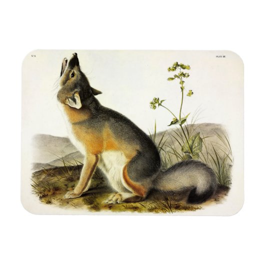 Swift Fox (Vulpes Velox) van Audubon's Quadrupeds Magneet (Horizontaal)