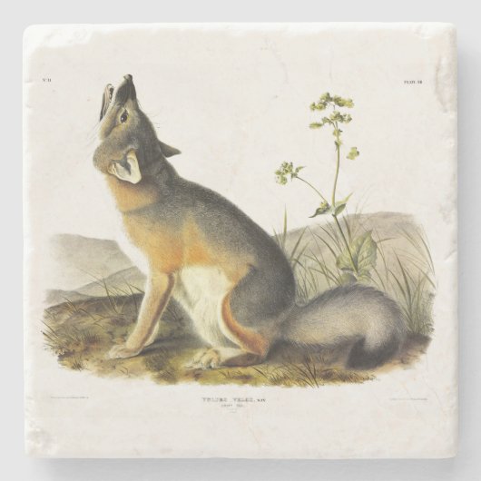 Swift Fox (Vulpes Velox) van Audubon's Quadrupeds Stenen Onderzetter (Voorkant)