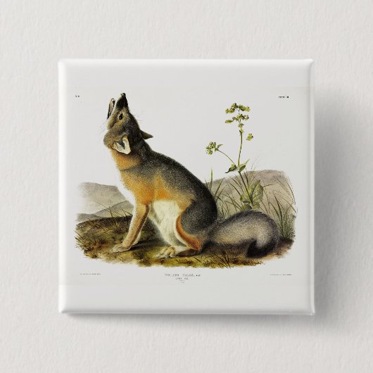Swift Fox (Vulpes Velox) van Audubon's Quadrupeds Vierkante Button 5,1 Cm (Voorkant)