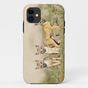 Swift Vos (Vulpes macrotis) jong bij hol, 3 iPhone 11 Hoesje