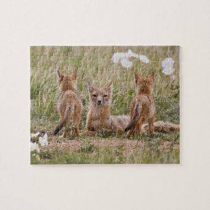 Swift Vos (Vulpes velox) vrouwtje met jongen bij Legpuzzel