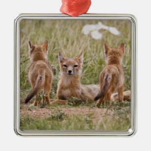 Swift Vos (Vulpes velox) vrouwtje met jongen bij Metalen Ornament