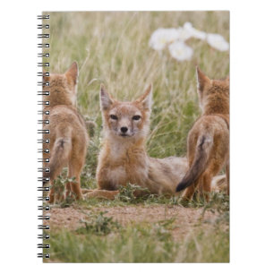 Swift Vos (Vulpes velox) vrouwtje met jongen bij Notitieboek